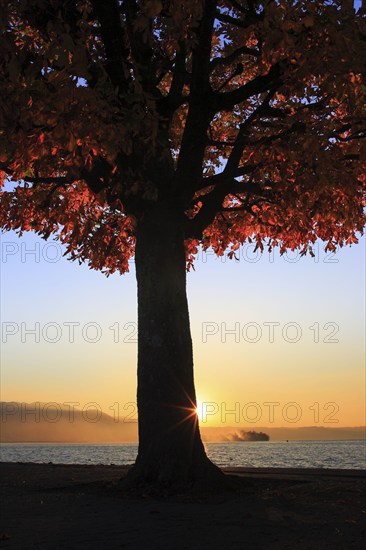 Baum am Zürichsee, Rapperswil, Switzerland, Europe