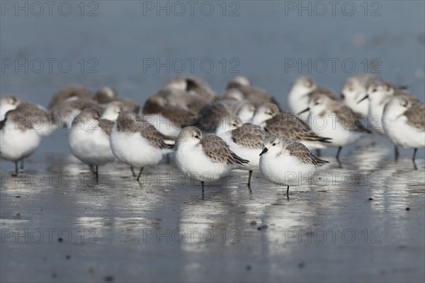Sanderling, Calidris alba, Germany, Europe