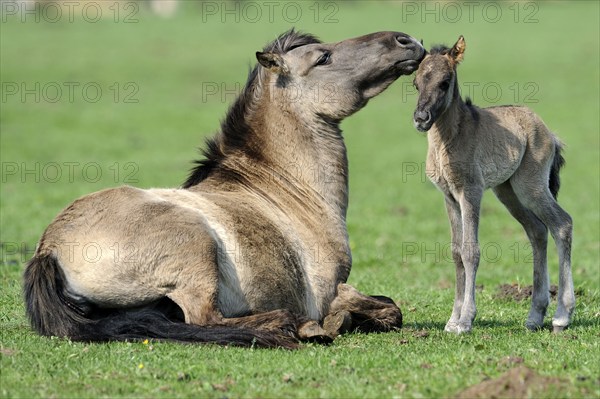 Dülmen wild horses, mare with foal, Merfelder Bruch, Dülmen, North Rhine-Westphalia, Dülmen wild