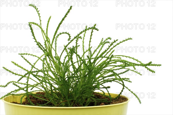Olive herb in flowerpot (Santolina viridis) (Santolina virens) Cypress herb, Habitats Directive