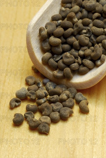 Musk grains (Hibiscus abelmoschus) , incense woods