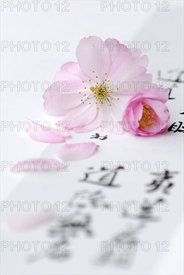 Japanese (Prunus sargentii) ornamental cherry and Japanese characters, calligraphy