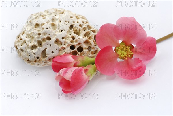 Chaenomeles japonica (Chaenomeles japonica) flowers and stone