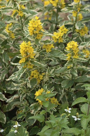 Yellow (Lysimachia punctata) Loosestrife, Dotted Loosestrife