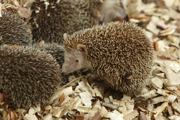 Young Large Madagascar Hedgehogs (Setifer setosus), greater hedgehog tenrec, Large Hedgehog,