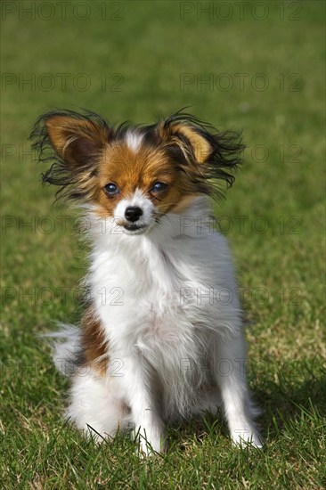Papillon domestic dog (Canis lupus familiaris) sitting on lawn in garden