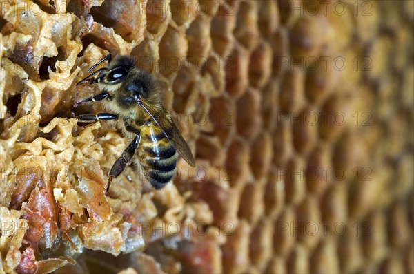 Honey bees (Apis mellifera) on a honeycomb with uncapped and uncapped cells in the hive, Belgium,