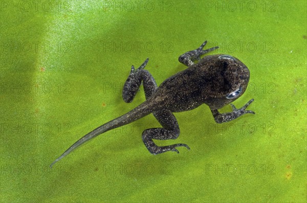 Common frog (Rana temporaria) with well-developed limbs but not yet developed tail