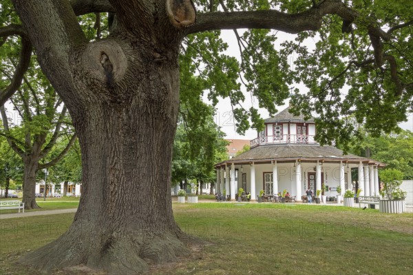 Tree, White Pavilion, Bad Doberan, Mecklenburg-Western Pomerania, Germany, Europe