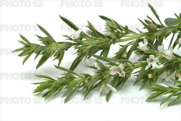 Summer savory (Satureja hortensis), also garden savory, true savory, pepperwort, family of the