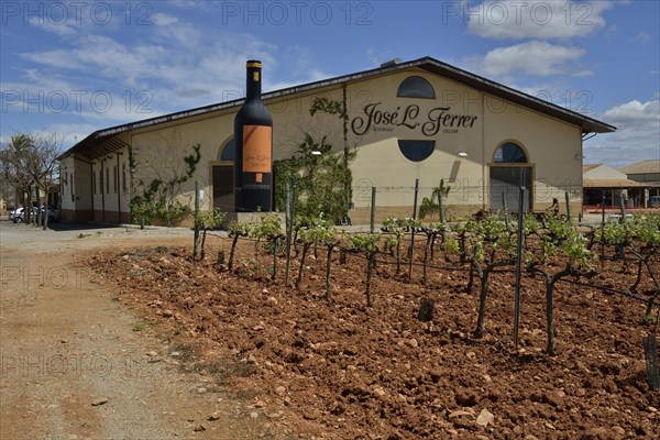 Grapevines in front of the building the Bodega José L. Ferrer, Binissalem, Majorca, Balearic