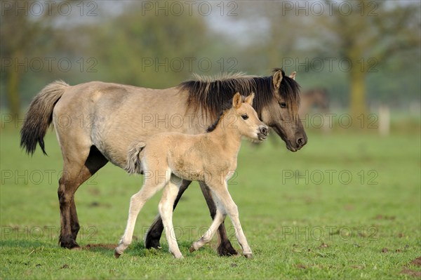 Dülmen wild horses, mare with foal, Merfelder Bruch, Dülmen, North Rhine-Westphalia, Dülmen wild