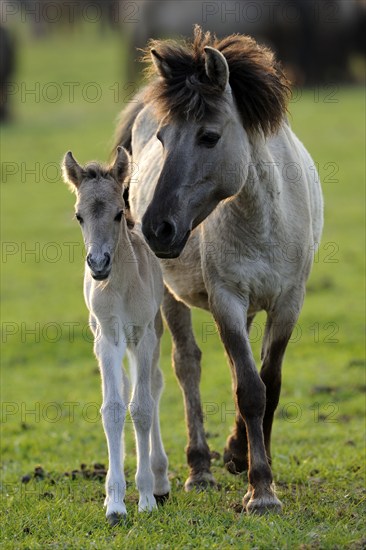 Dülmen wild horses, mare with foal, Merfelder Bruch, Dülmen, North Rhine-Westphalia, Dülmen wild