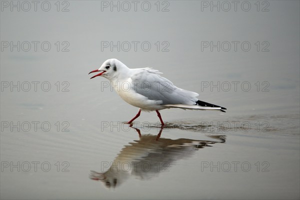 Black-headed Gull (Larus ridibundus), Northumberland national park, England, side