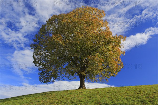 Lime tree, Emmental, Bern, Switzerland, Europe