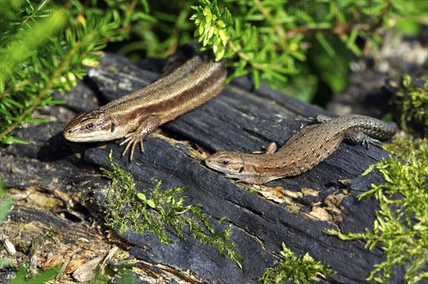 Common Lizards (Lacerta vivipara), pair sunbathing, Lower Saxony, Germany, Europe