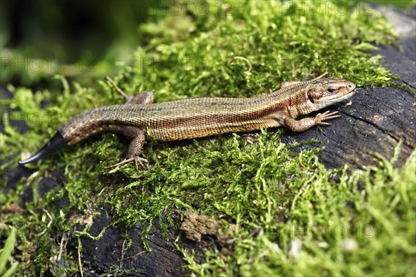Common Lizard (Lacerta vivipara) with regenerated tail, Lower Saxony, Germany, Europe