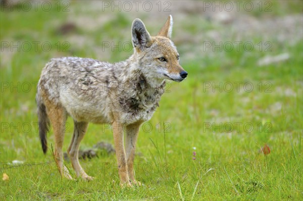 Golden jackal (Canis aureus), Jackal