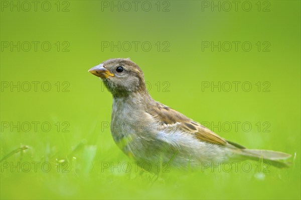 House sparrow, young bird, Island of Texel, North Holland, Netherlands