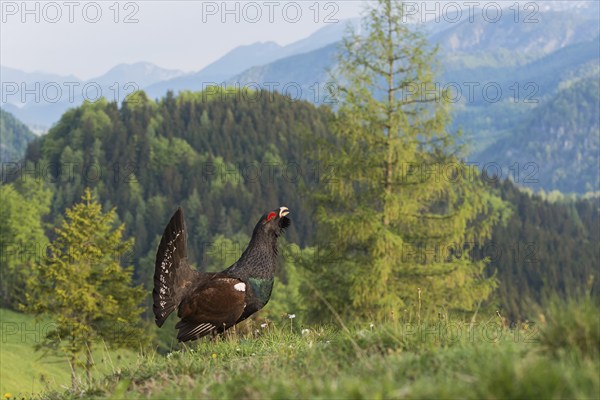 Western capercaillie (Tetrao urogallus) courting, Kalkalpen National Park, Upper Austria, Austria,