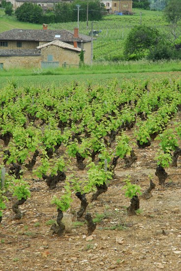 Vineyard, vines, vine, vines, Beaujolais, France, Europe
