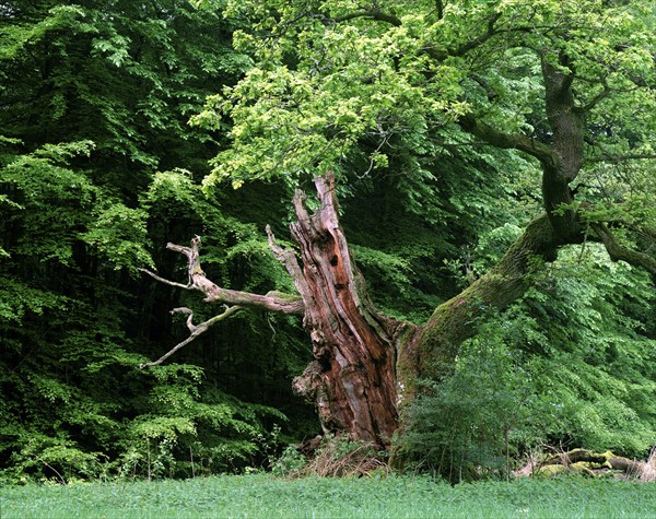 Old Oak, europe, deciduous tree, deciduous trees, deciduous trees, beech trees, Fagaceae, landscape