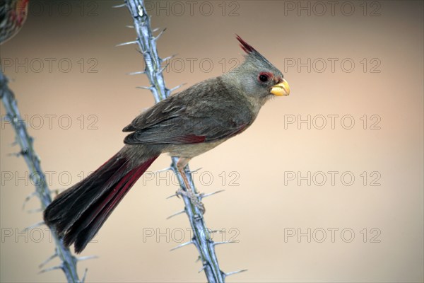 Pyrrhuloxia (Cardinalis sinuatus), female, Sonora Desert, Arizona, USA (Pyrrhuloxia sinuatus)