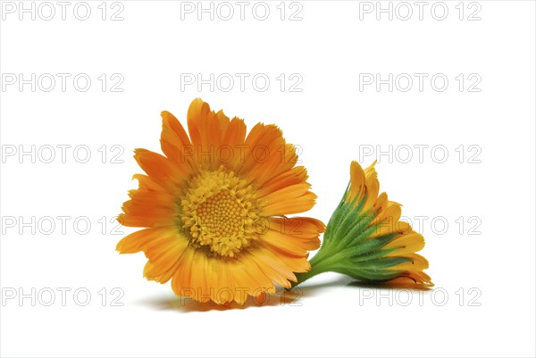 Garden Marigold (Calendula officinalis)