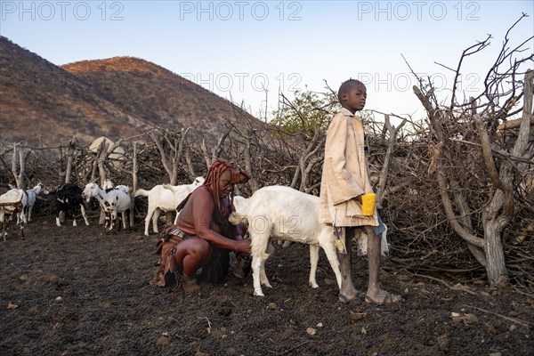Himba woman with child milking a goat, traditional Himba village, Kaokoveld, Kunene, Namibia,