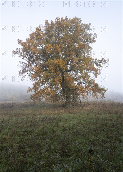 English oak (Quercus robur), solitary tree in a meadow, with yellow leaves in autumn, fog,