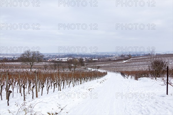 Snow-covered vineyards under a grey sky with a view into the distance, Southern Palatinate,
