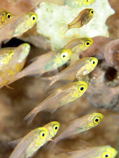 A school of small fish with striking yellow eyes, Pigmy sweeper (Parapriacanthus ransonneti), in