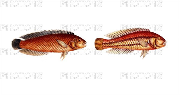 Fish, fish, genus of wrasses, Labrus macrolepidotus, great sealed wrasse and genus of wrasses,