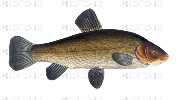 Fish, Fish, Cypirnus Tinca, Tinca tinca, Tench or doctor fish, Historic, digitally restored