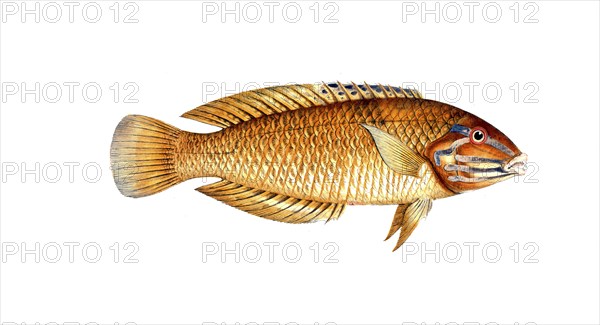 Fish, Fish, Genus of wrasses, Labrus chloropterus, Halichoeres chloropterus, Green fin,