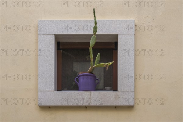 Flower pot with a cactus in a small window, Polignano a Mare, Adriatic Sea, Apulia, Italy, Europe