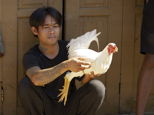 Man with white rooster, Rantepao, Tana Toraja, Sulawesi, Indonesia, Asia