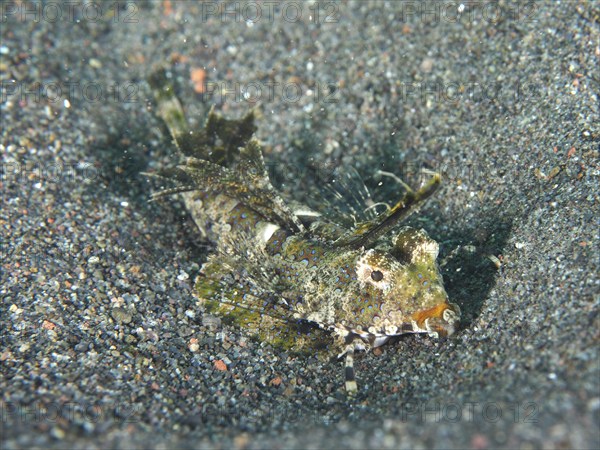 A finger lyrefish, giant lyrefish (Dactylopus dactylopus) with camouflage, embedded in the sandy