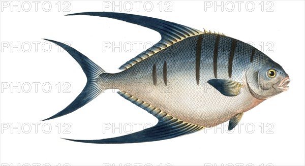 Fish, Fishes, Genus Butterflyfish, Butterflyfish, Chaetodon glaucus, Blue Clownfish, Historical,