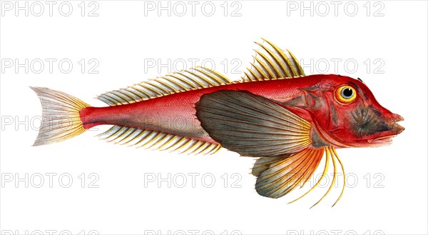 Fish, Fish, Fish species from the subfamily of the real gurnards, Trigla lyra, lyre gurnard, piper