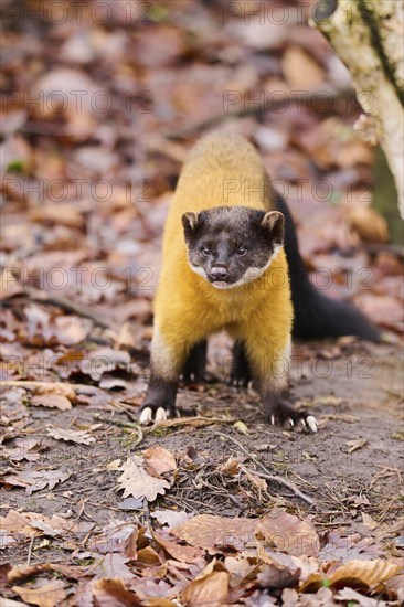 Yellow-throated marten (Martes flavigula) on the ground, Germany, Europe