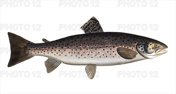 Fish, Fish, Salmon family, Salmo trutta, Historical, digitally restored reproduction from a 19th