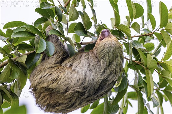 Two-fingered sloth (Choloepus), Mammals (Mammalia), Osa Peninsula, Puentarenas, Costa Rica, Central