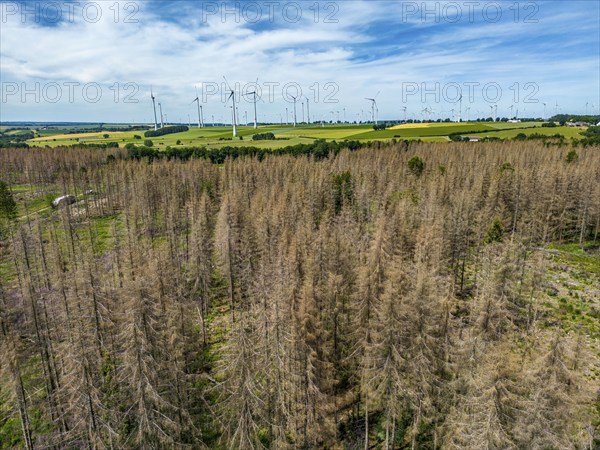 Cleared forest in the Eggegebirge, near Lichtenau, Paderborn district, site of a spruce forest that