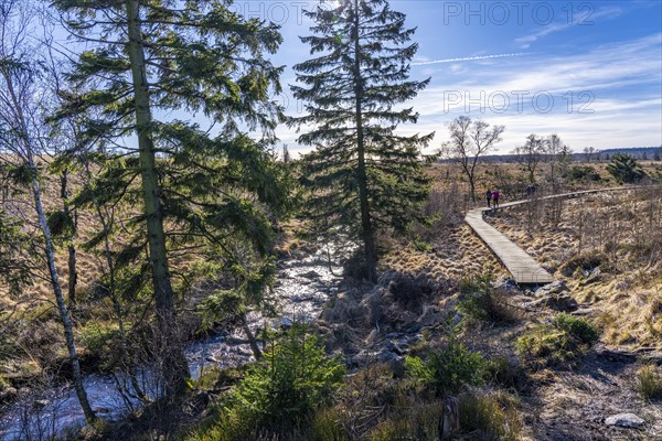 Stream in the High Fens, raised bog, in the Eifel and Ardennes region, High Fens-Eifel nature park