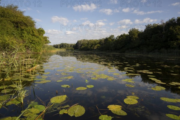 Alluvial forest, water, bank, reeds, pond lilies, leaves, Lower Austria