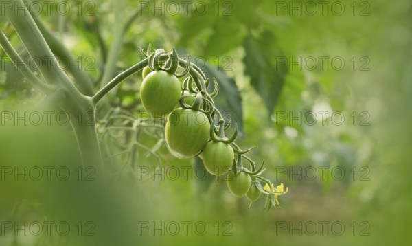 Green Tomatoes on the Vine.