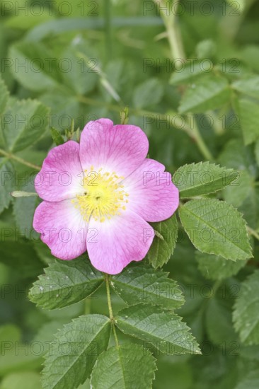 Dog rose (Rosa canina), wild rose, rose hip, blossom, Wilnsdorf, North Rhine-Westphalia, Germany,