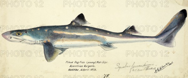 Siamese twins Spiny dogfish, spurdog, mud shark, or piked dogfish, fish, reproduction of an