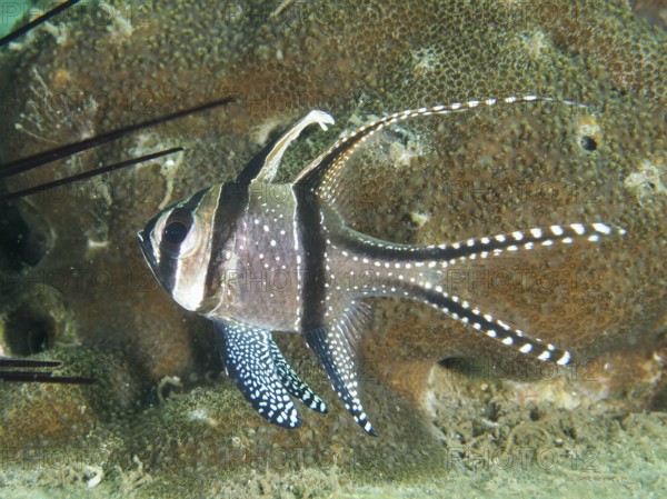 A striped Banggai cardinalfish (Pterapogon kauderni) with elegant fins in front of a coral reef,